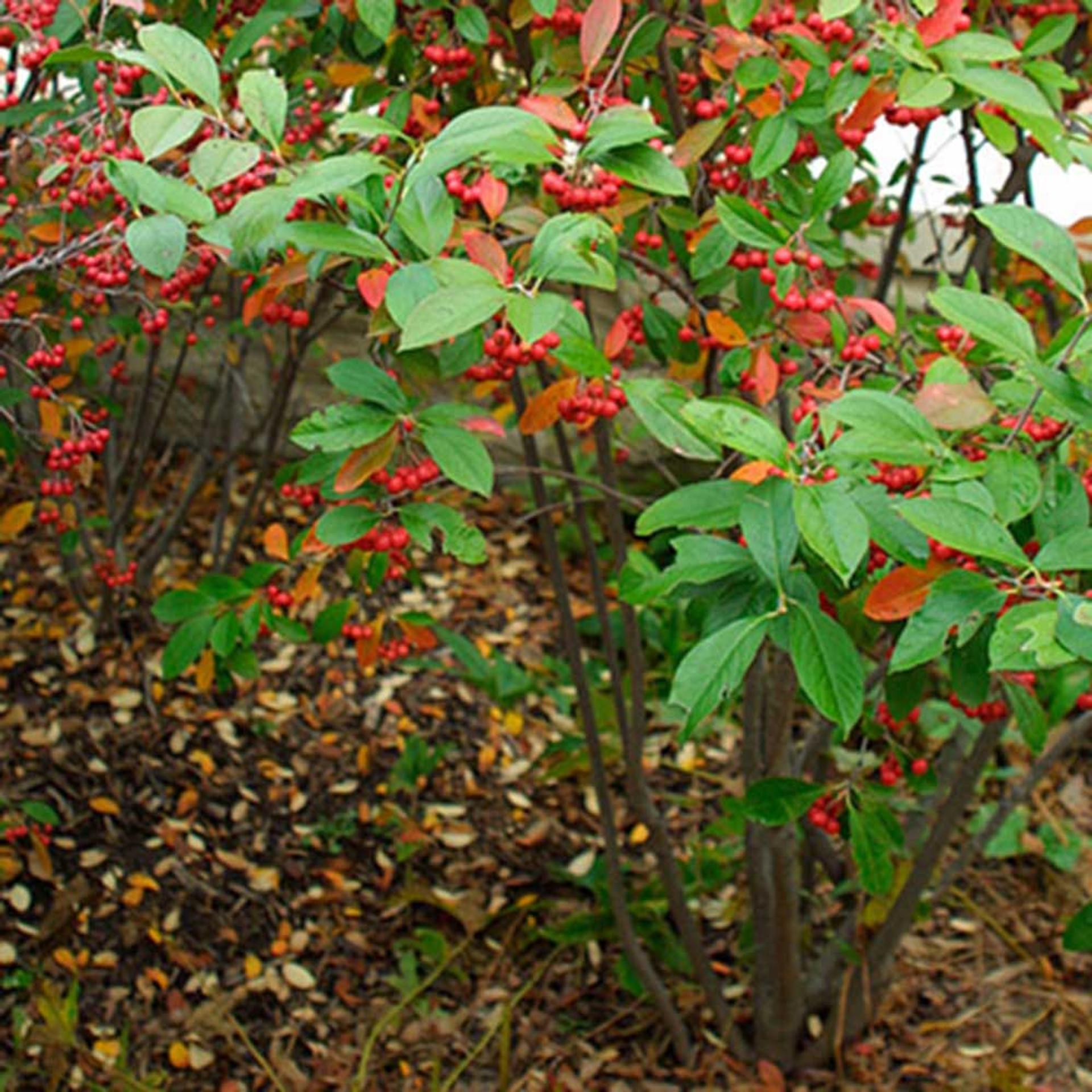Aronia Arbutifolia Brilliantissima - View 3 from www redcrocus com
