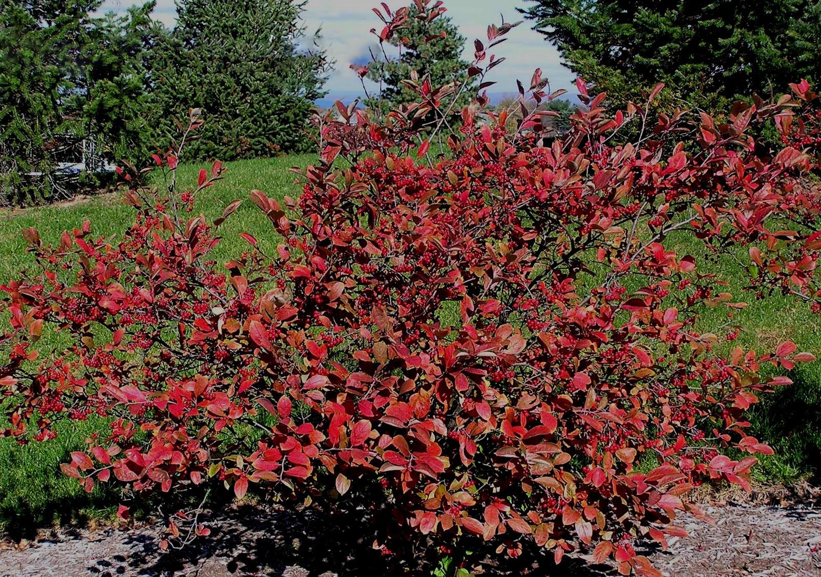 Aronia Arbutifolia Brilliantissima - View 4 from www redcrocus com