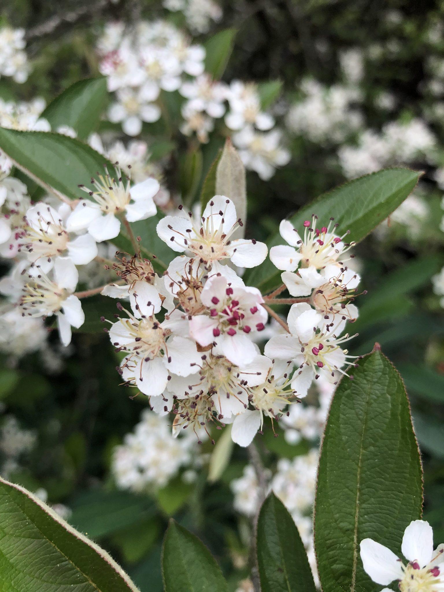 Aronia Arbutifolia Brilliantissima - View 5 from www redcrocus com