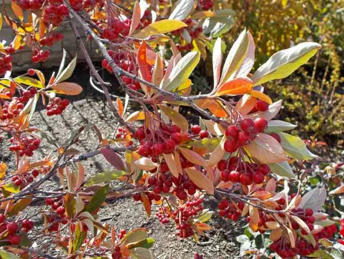 Aronia Arbutifolia Brilliantissima - View 5 from www redcrocus com