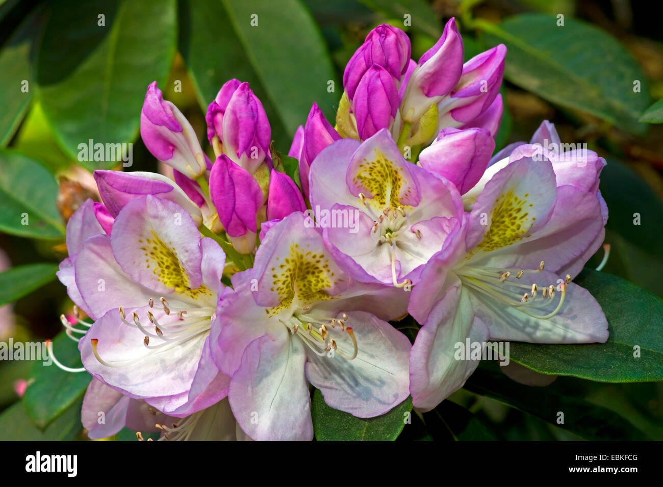 Rhododendron Gomer Waterer - View 10 from www redcrocus com