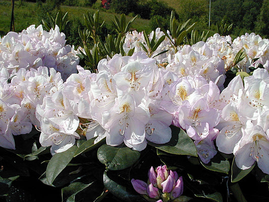 Rhododendron Gomer Waterer - View 12 from www redcrocus com