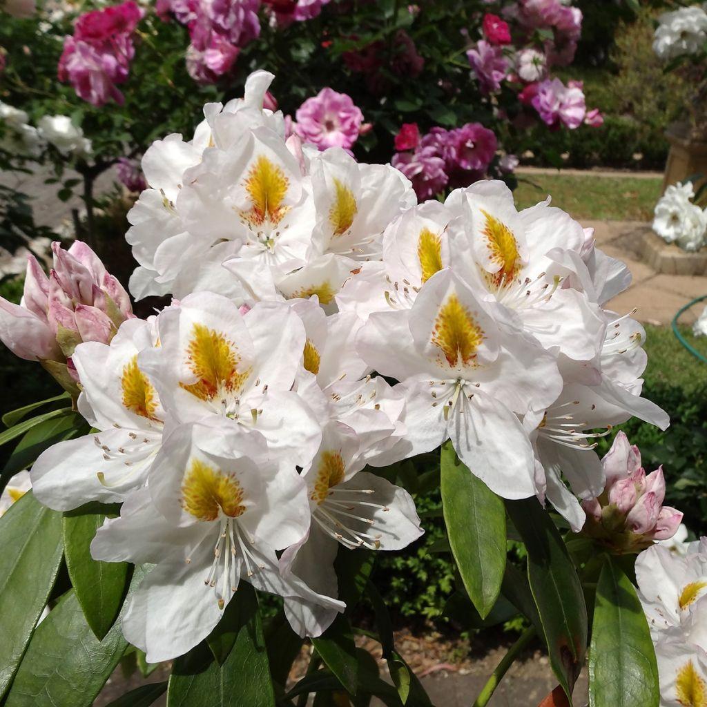 Rhododendron Gomer Waterer - View 7 from www redcrocus com