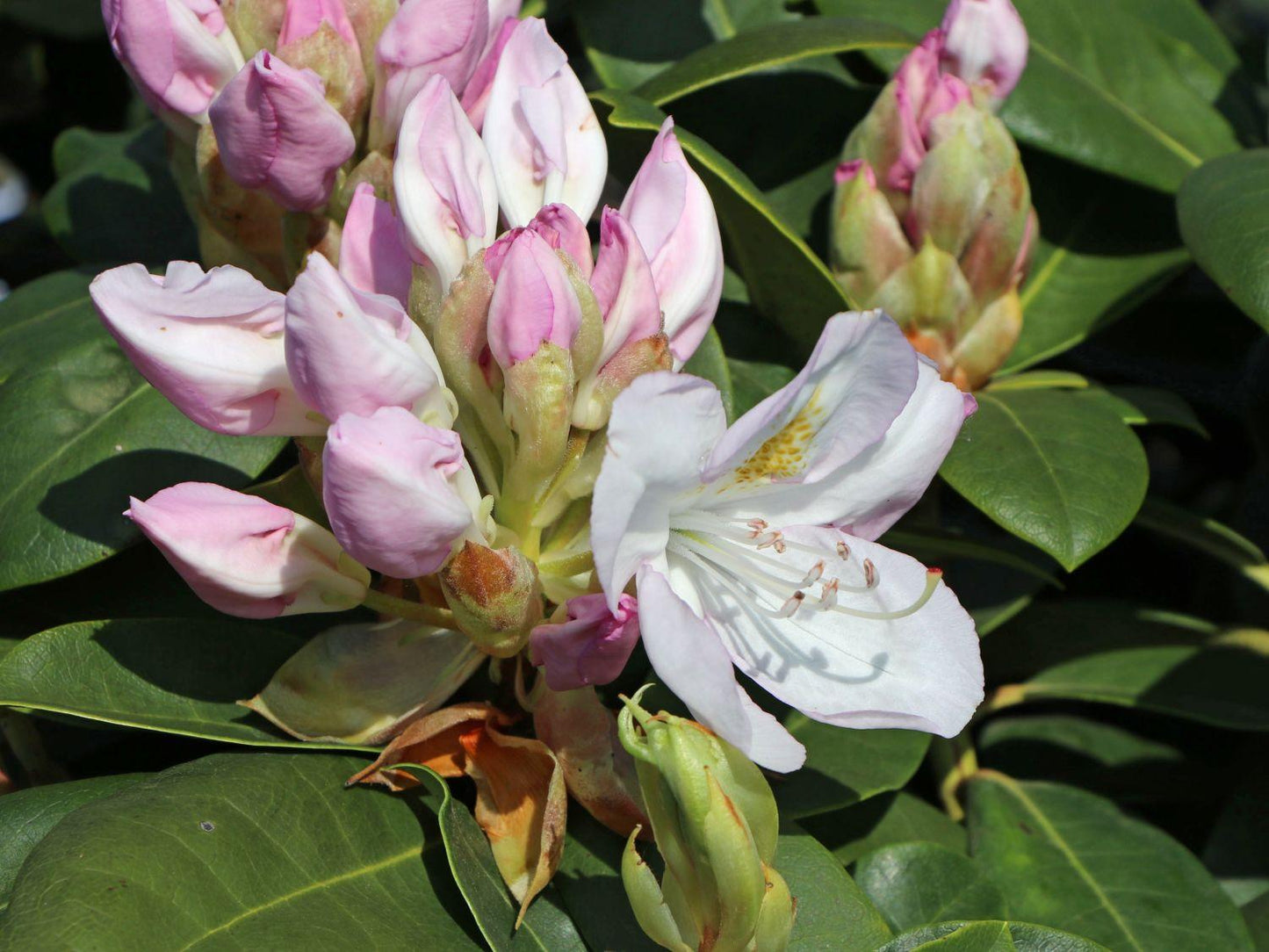 Rhododendron Gomer Waterer - View 9 from www redcrocus com