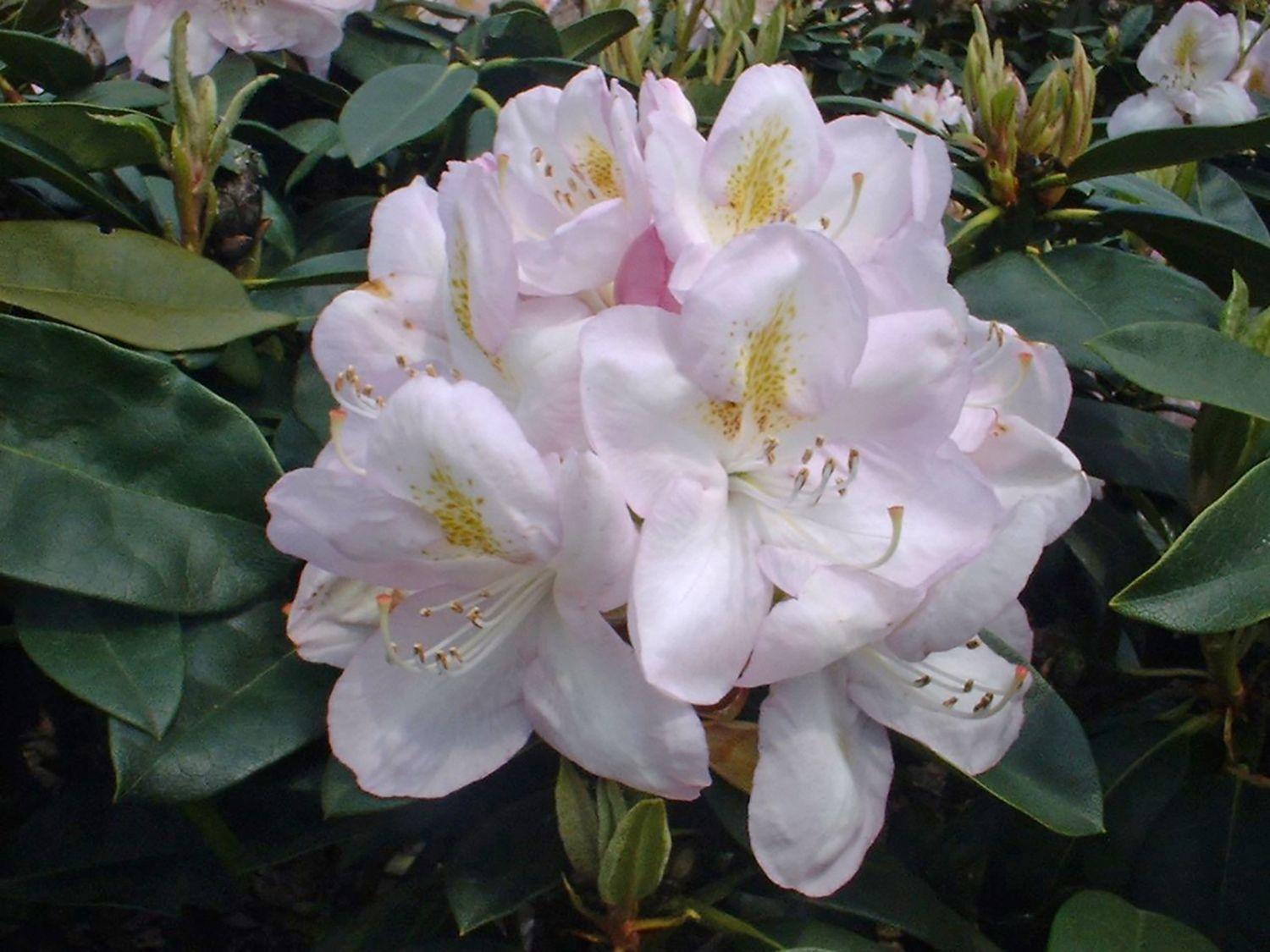 Rhododendron Gomer Waterer - View 6 from www redcrocus com