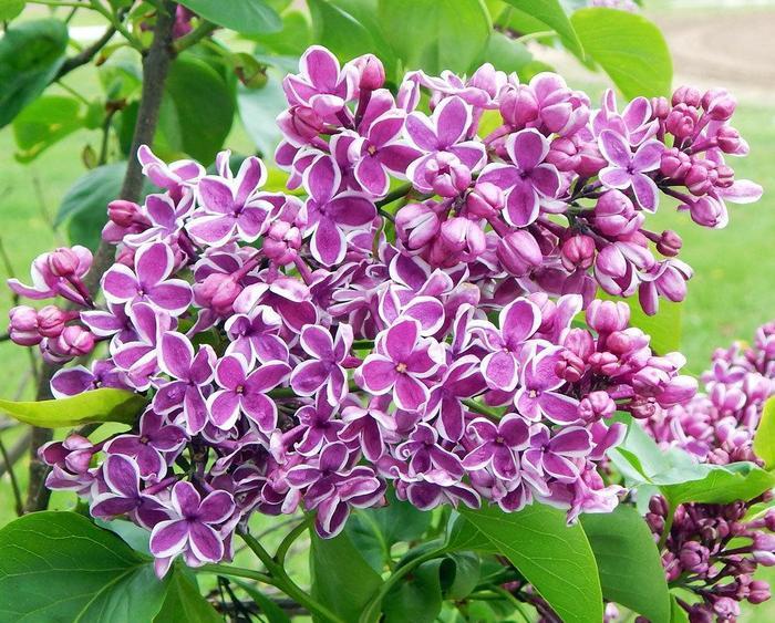 Syringa Vulgaris Sensation - View 10 from www redcrocus com