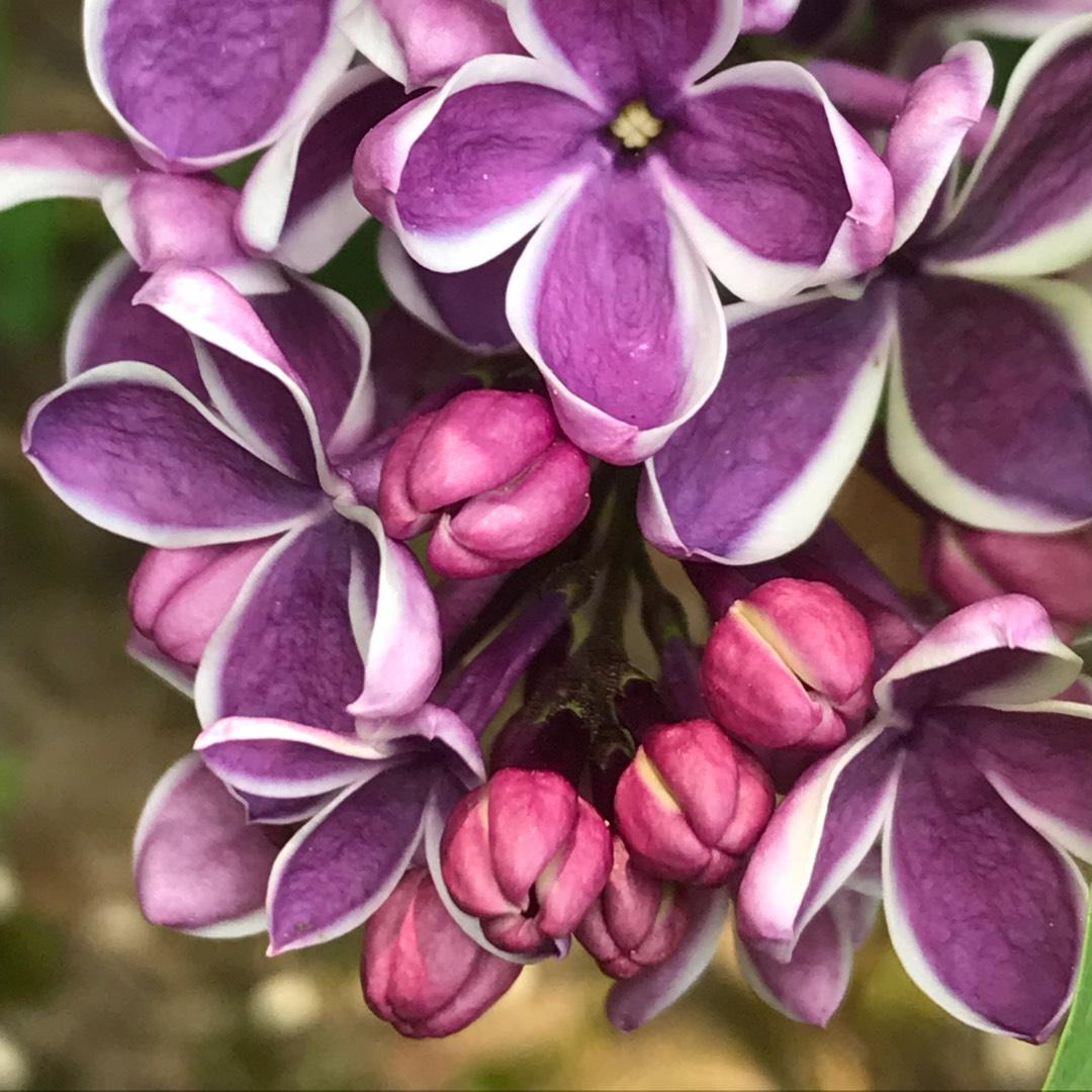 Syringa Vulgaris Sensation - View 11 from www redcrocus com