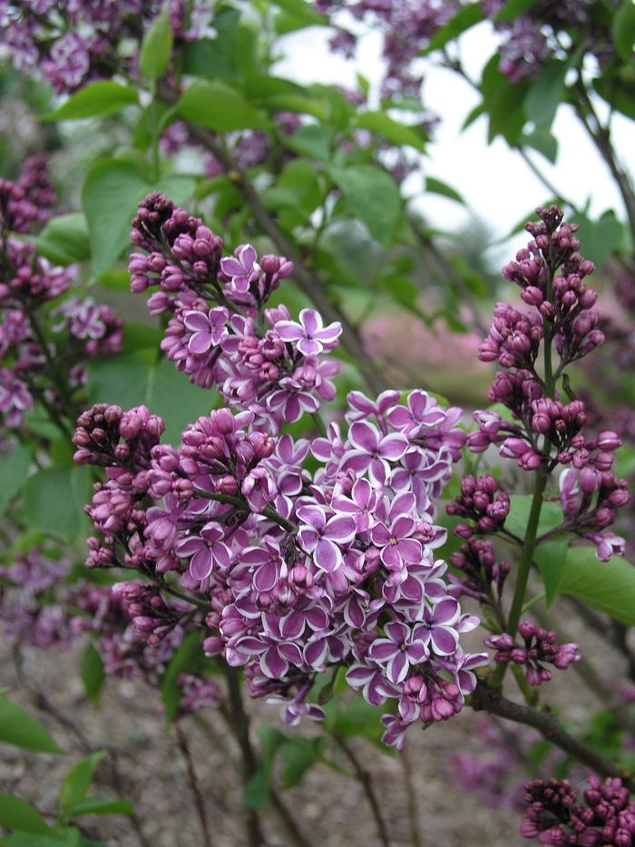 Syringa Vulgaris Sensation - View 13 from www redcrocus com