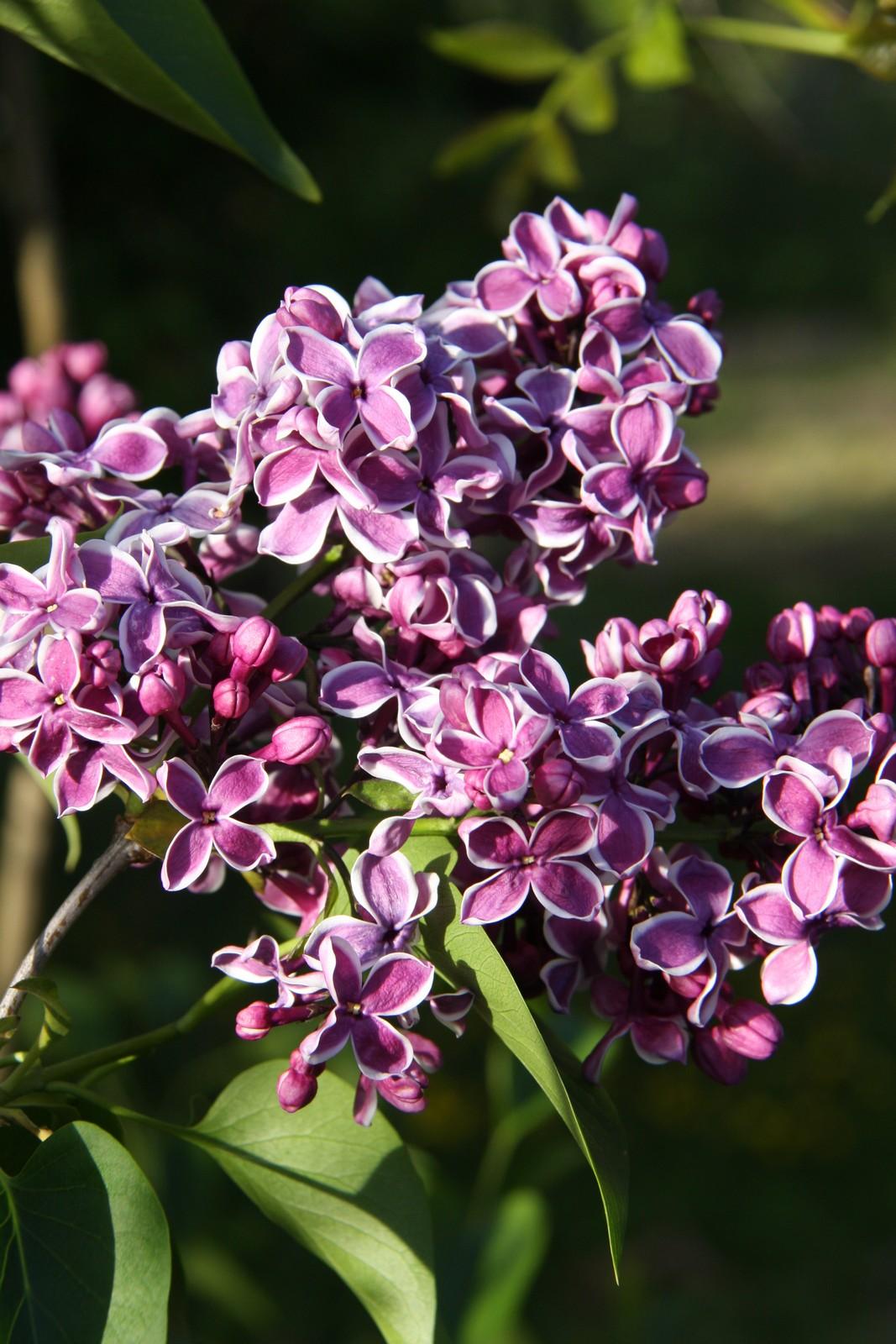 Syringa Vulgaris Sensation - View 14 from www redcrocus com