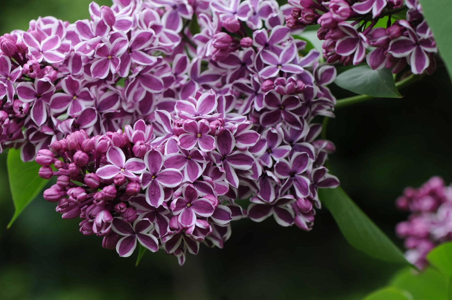 Syringa Vulgaris Sensation - View 15 from www redcrocus com