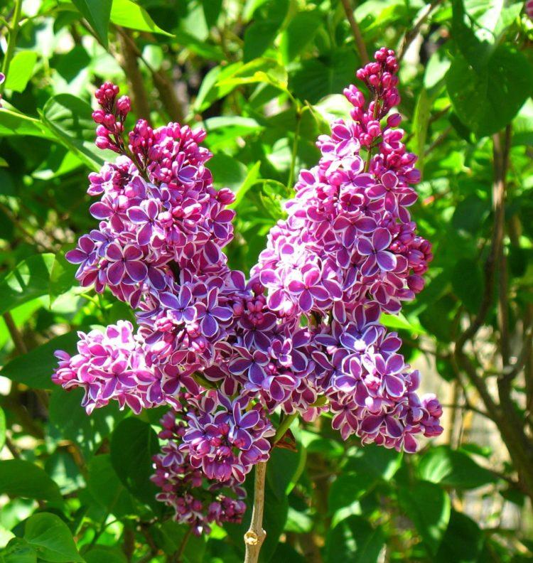Syringa Vulgaris Sensation - View 16 from www redcrocus com