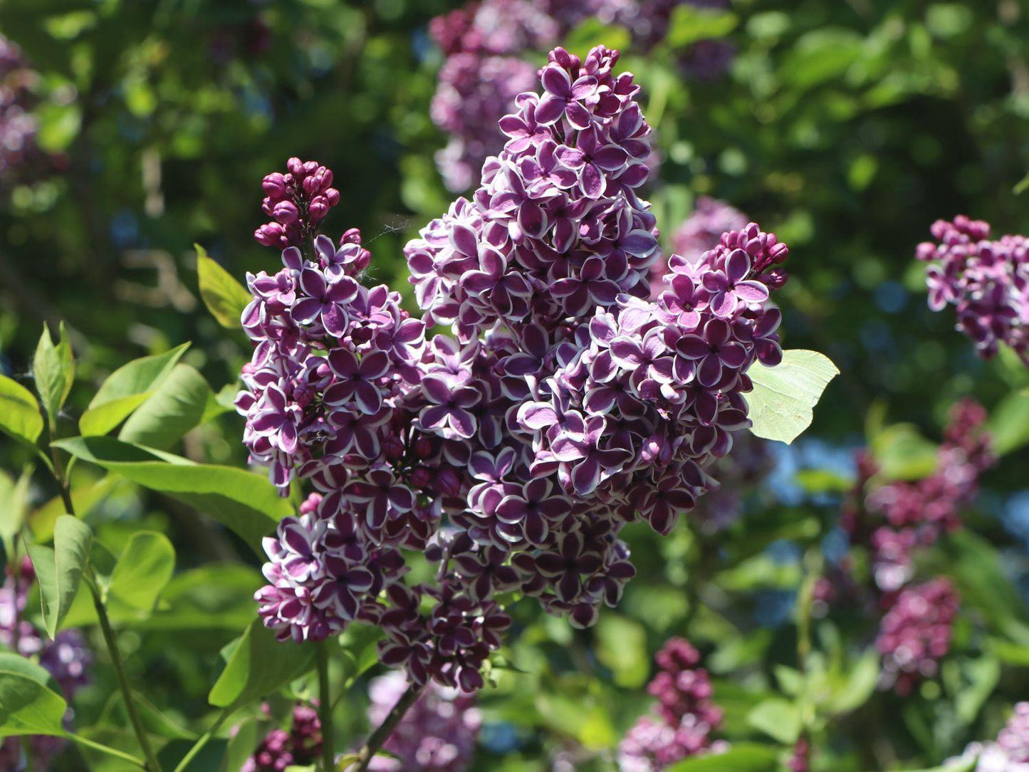 Syringa Vulgaris Sensation - View 17 from www redcrocus com