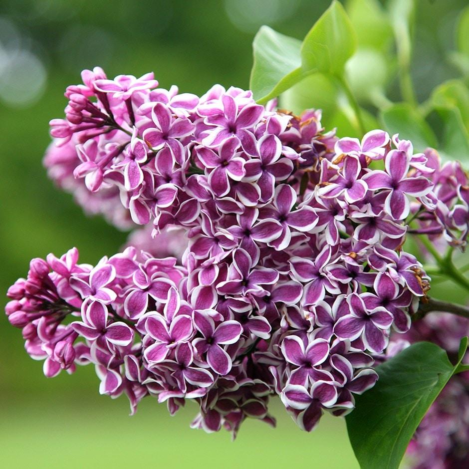 Syringa Vulgaris Sensation - View 1 from www redcrocus com