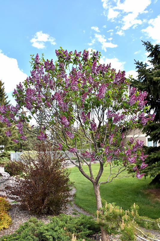 Syringa Vulgaris Sensation - View 2 from www redcrocus com