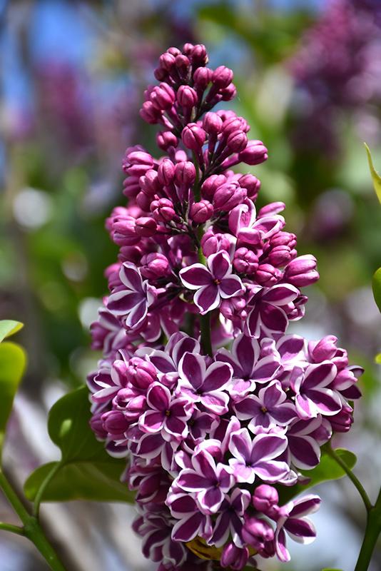 Syringa Vulgaris Sensation - View 3 from www redcrocus com