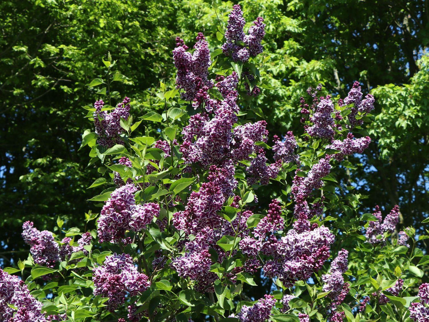 Syringa Vulgaris Sensation - View 4 from www redcrocus com