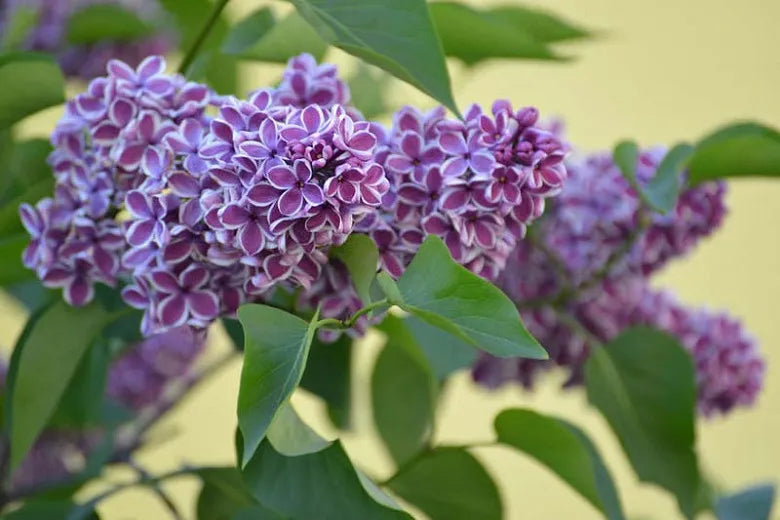 Syringa Vulgaris Sensation - View 5 from www redcrocus com