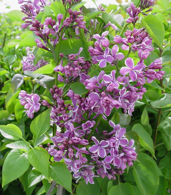 Syringa Vulgaris Sensation - View 6 from www redcrocus com