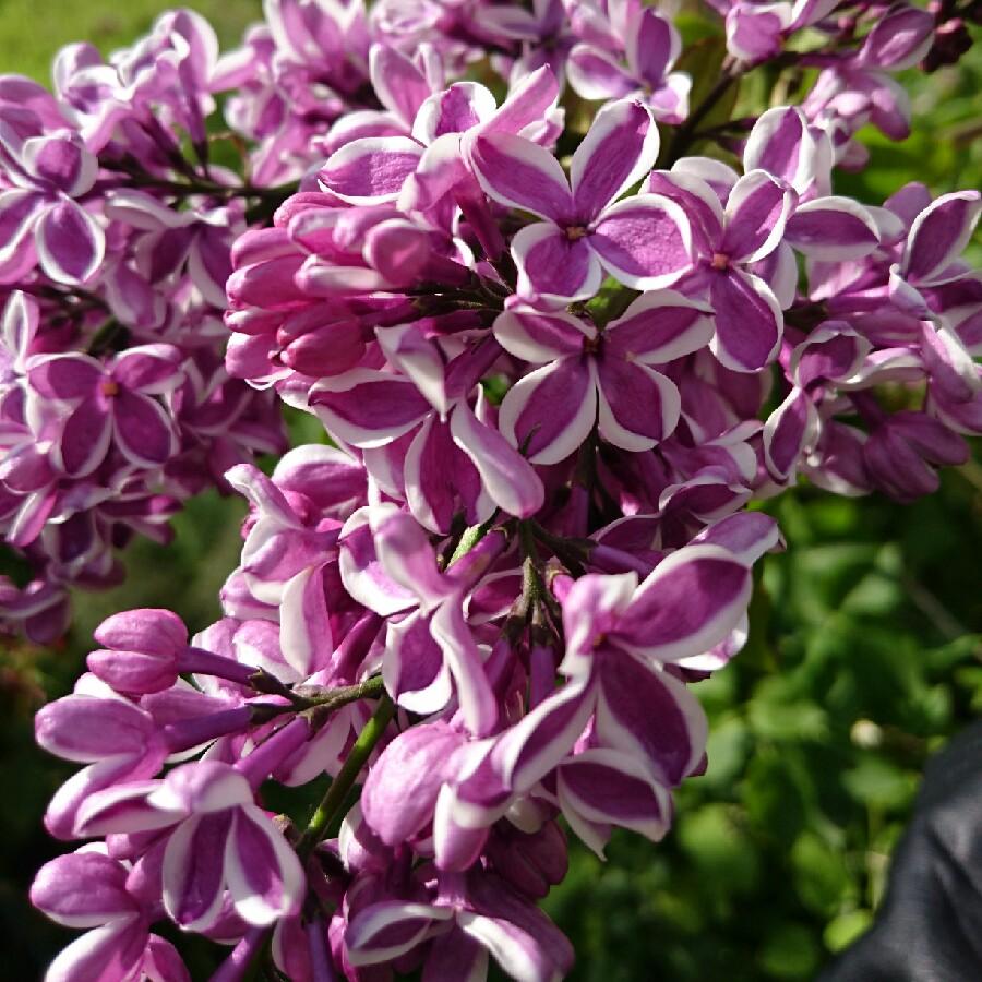 Syringa Vulgaris Sensation - View 7 from www redcrocus com