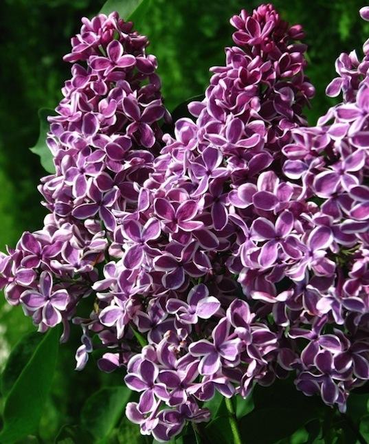Syringa Vulgaris Sensation - View 8 from www redcrocus com
