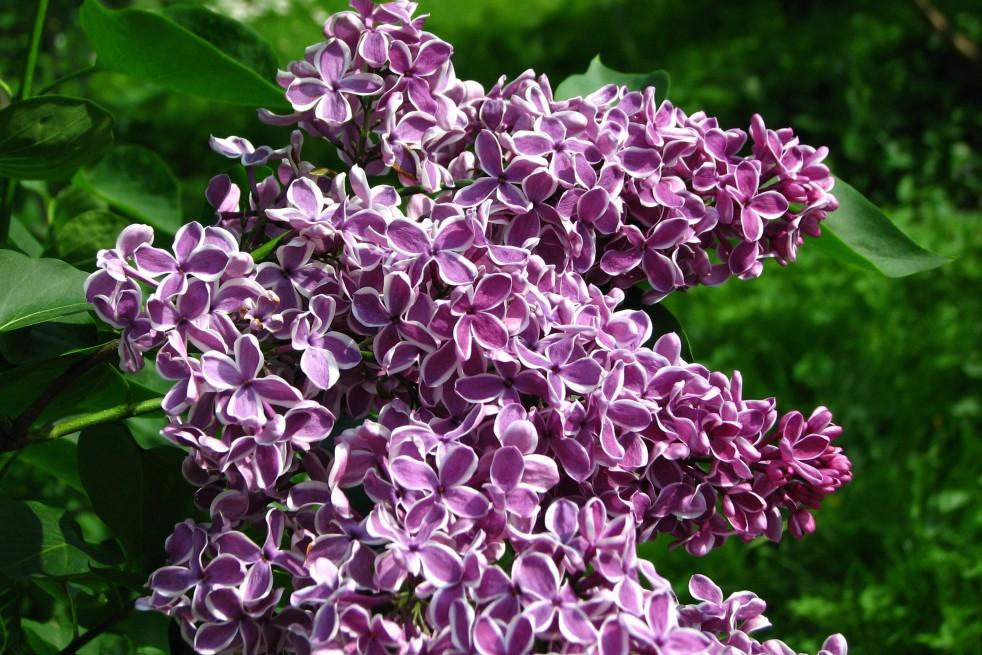 Syringa Vulgaris Sensation - View 9 from www redcrocus com