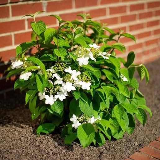 Viburnum Plicatum Var  Tomentosum 'shasta' - View 10 from www redcrocus com