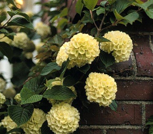 Viburnum Plicatum Var  Tomentosum 'shasta' - View 11 from www redcrocus com