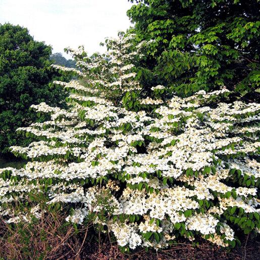 Viburnum Plicatum Var  Tomentosum 'shasta' - View 12 from www redcrocus com