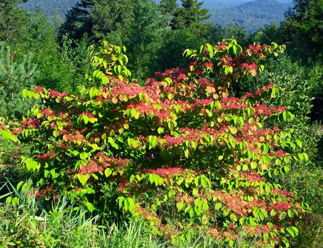 Viburnum Plicatum Var  Tomentosum 'shasta' - View 13 from www redcrocus com