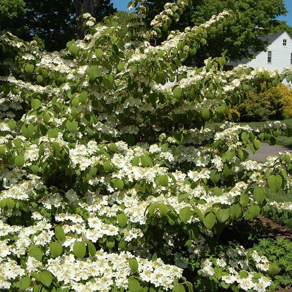 Viburnum Plicatum Var  Tomentosum 'shasta' - View 15 from www redcrocus com