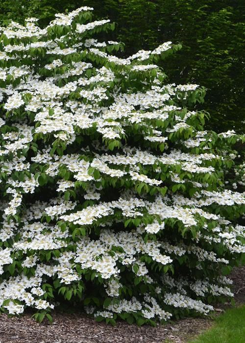 Viburnum Plicatum Var  Tomentosum 'shasta' - View 16 from www redcrocus com