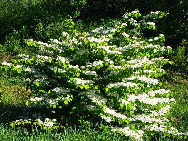 Viburnum Plicatum Var  Tomentosum 'shasta' - View 19 from www redcrocus com