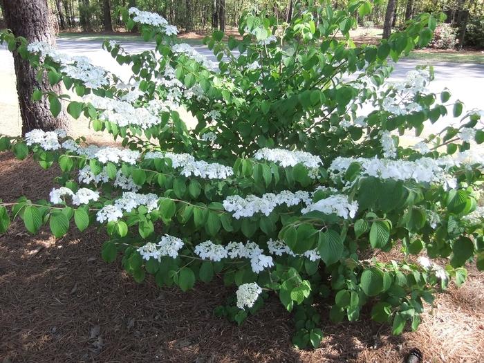 Viburnum Plicatum Var  Tomentosum 'shasta' - View 20 from www redcrocus com