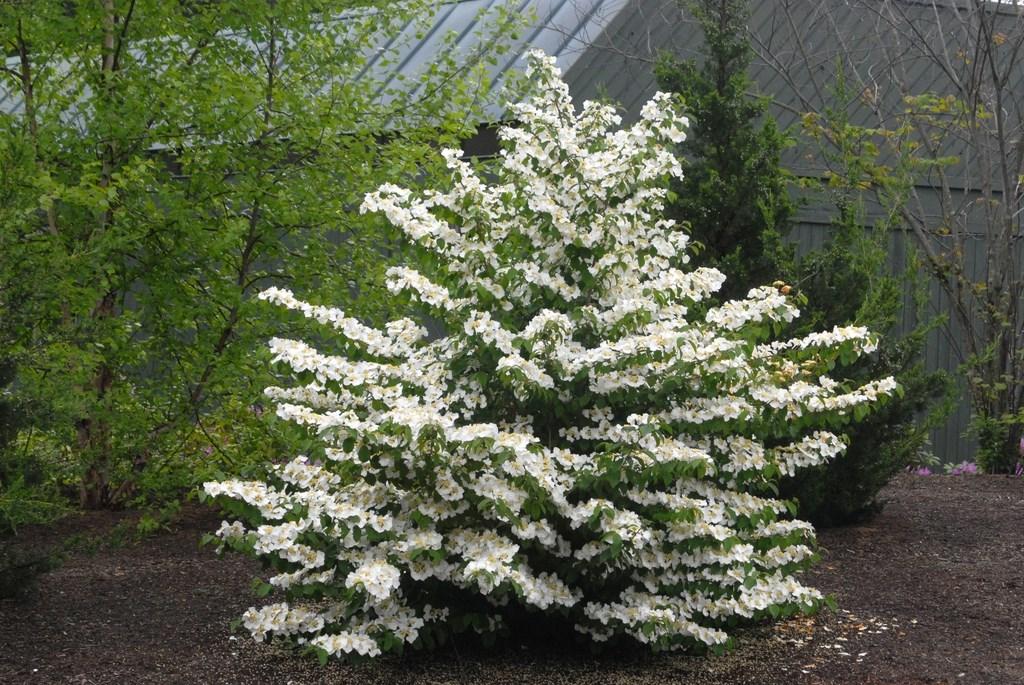 Viburnum Plicatum Var  Tomentosum 'shasta' - View 21 from www redcrocus com