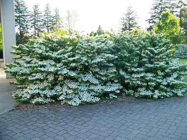 Viburnum Plicatum Var  Tomentosum 'shasta' - View 22 from www redcrocus com