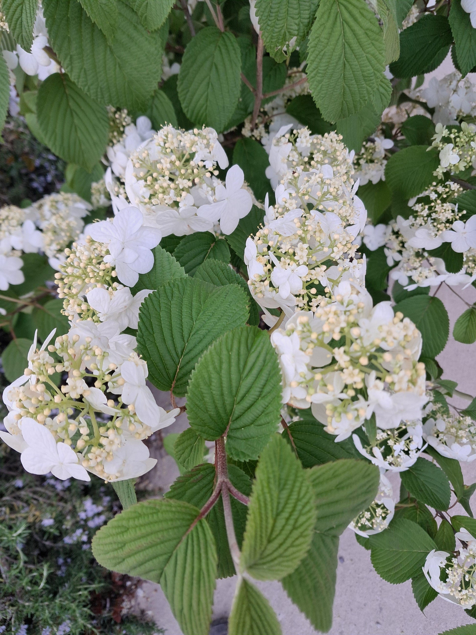Viburnum Plicatum Var  Tomentosum 'shasta' - View 23 from www redcrocus com