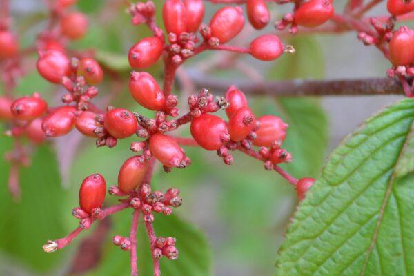 Viburnum Plicatum Var  Tomentosum 'shasta' - View 24 from www redcrocus com