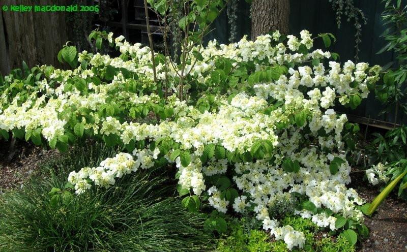 Viburnum Plicatum Var  Tomentosum 'shasta' - View 26 from www redcrocus com