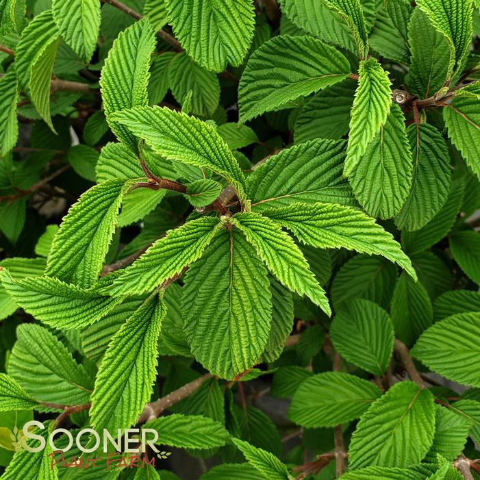 Viburnum Plicatum Var  Tomentosum 'shasta' - View 28 from www redcrocus com