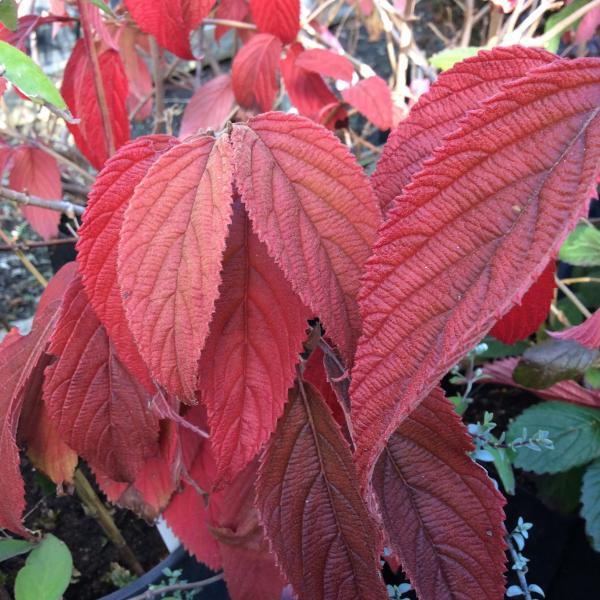 Viburnum Plicatum Var  Tomentosum 'shasta' - View 2 from www redcrocus com