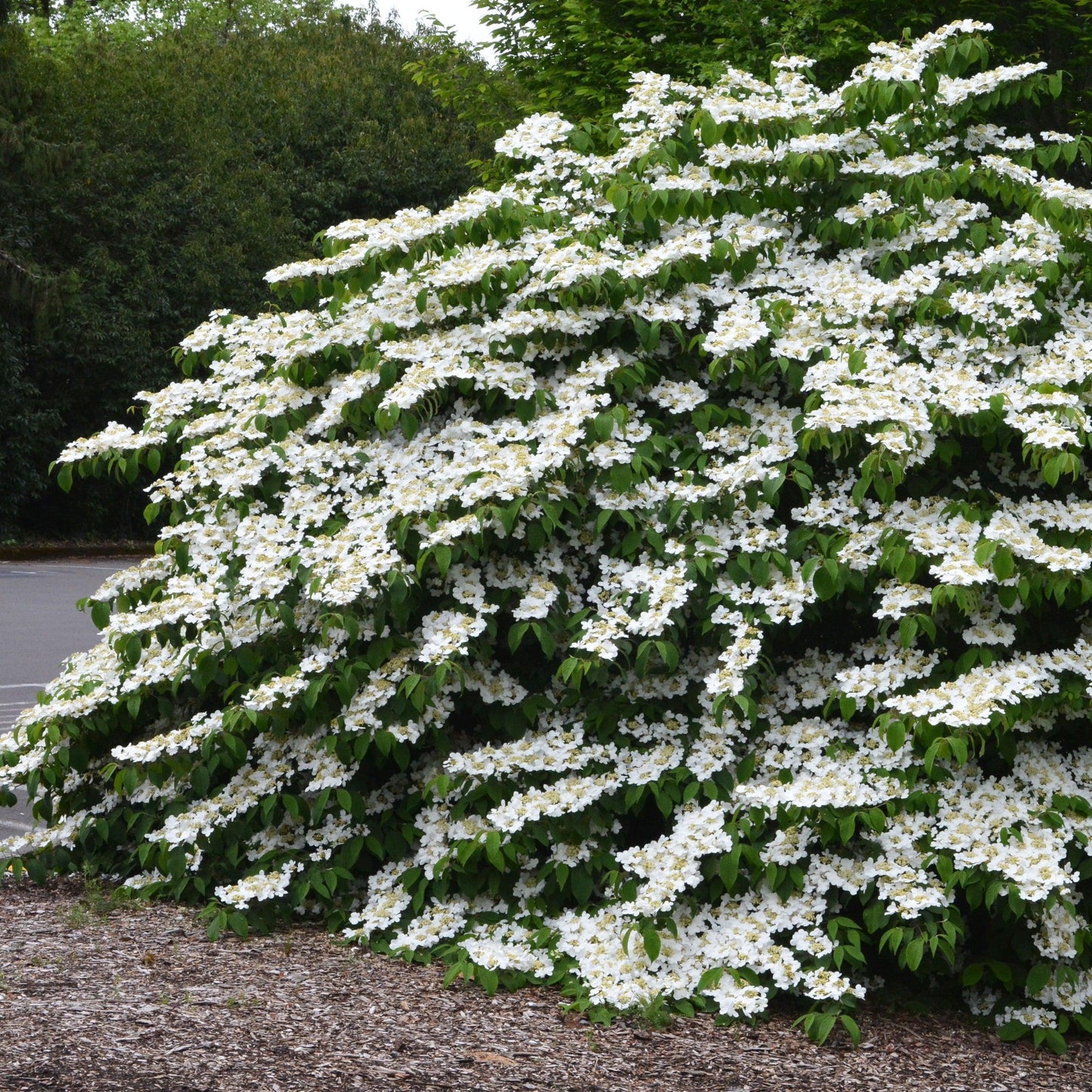 Viburnum Plicatum Var  Tomentosum 'shasta' - View 30 from www redcrocus com