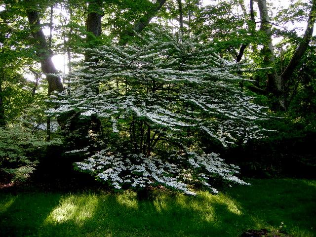 Viburnum Plicatum Var  Tomentosum 'shasta' - View 3 from www redcrocus com