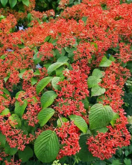 Viburnum Plicatum Var  Tomentosum 'shasta' - View 5 from www redcrocus com