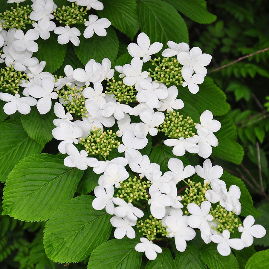 Viburnum Plicatum Var  Tomentosum 'shasta' - View 6 from www redcrocus com
