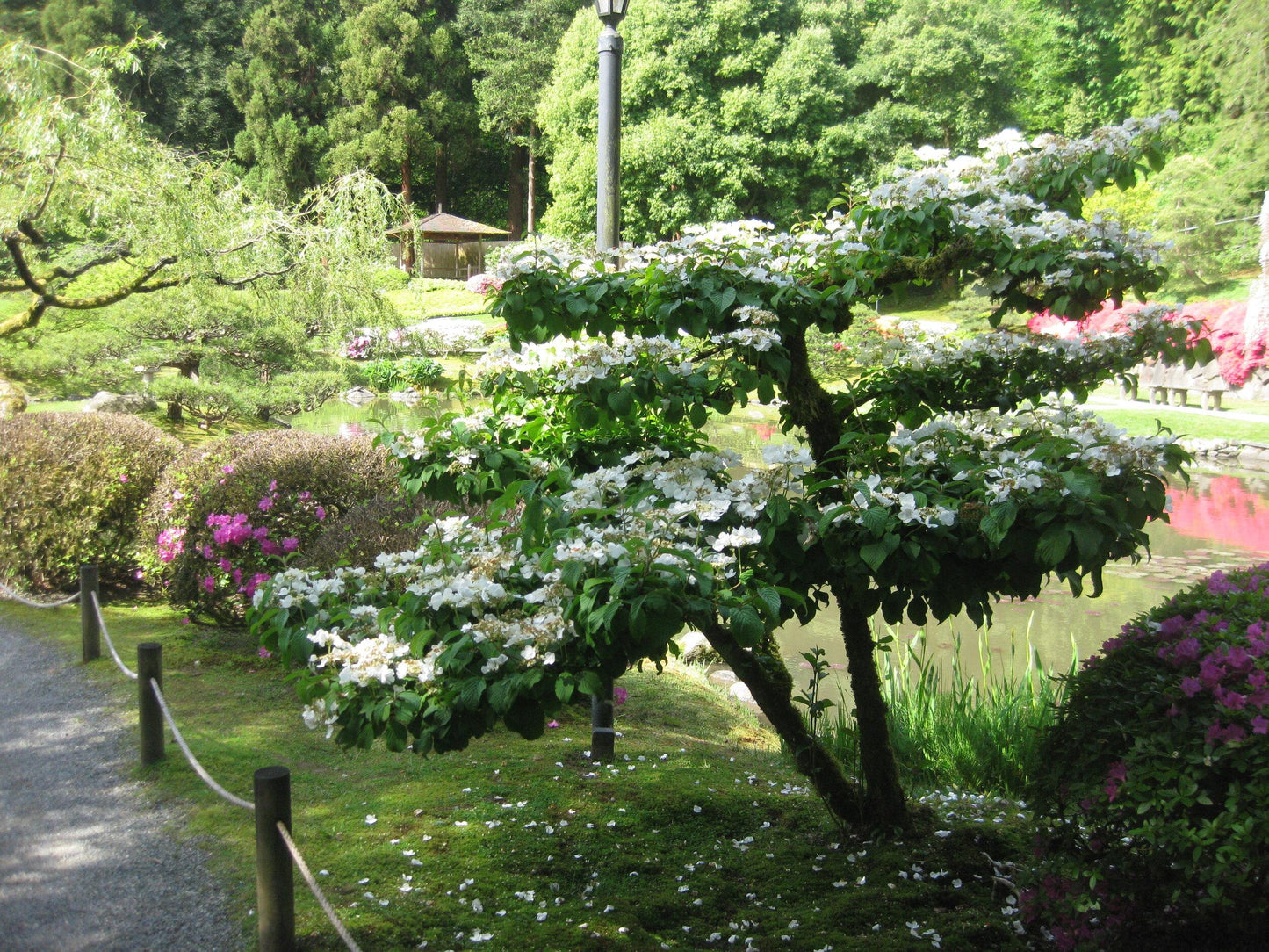 Viburnum Plicatum Var  Tomentosum 'summer Snowflake' - View 15 from www redcrocus com