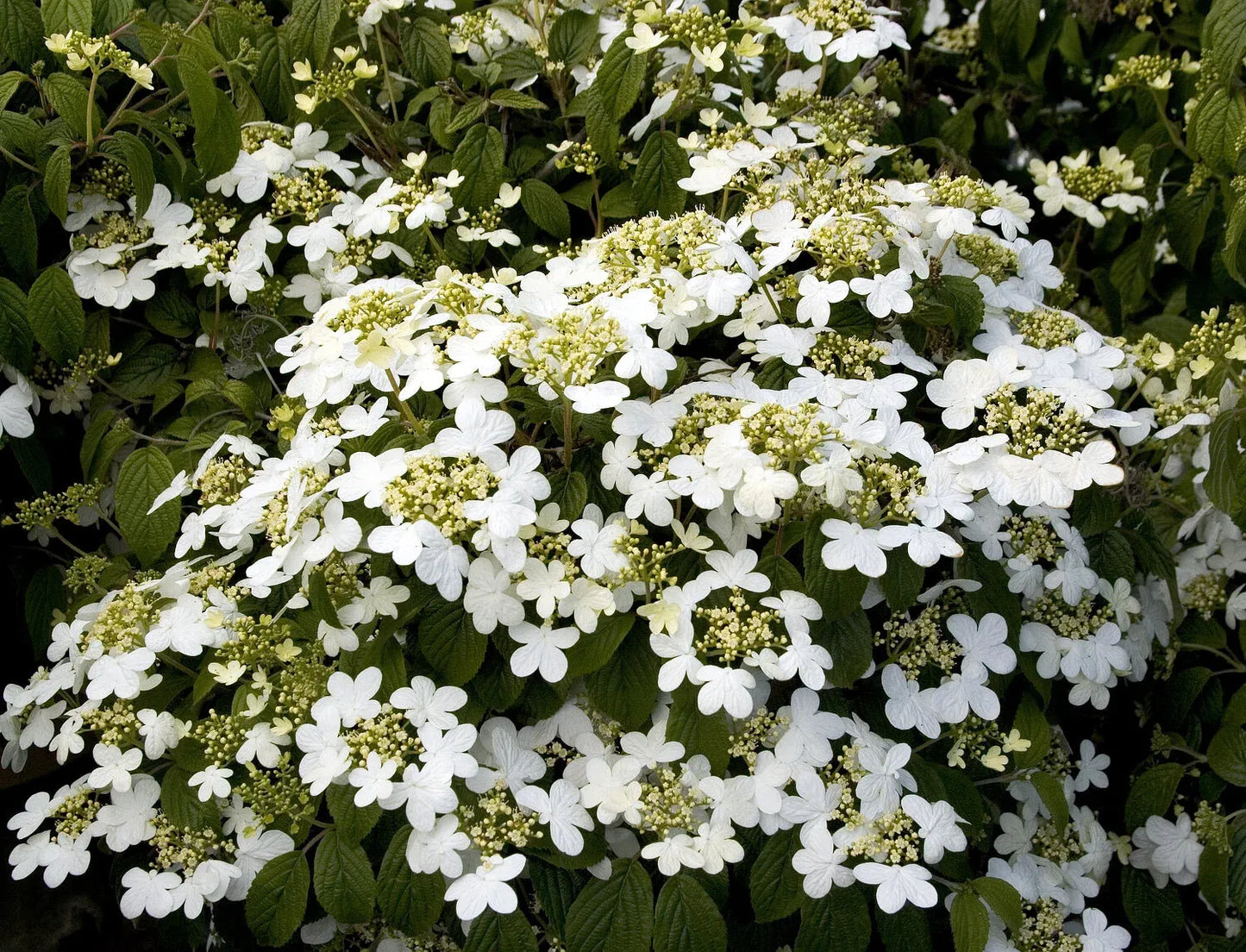 Viburnum Plicatum Var  Tomentosum 'summer Snowflake' - View 5 from www redcrocus com