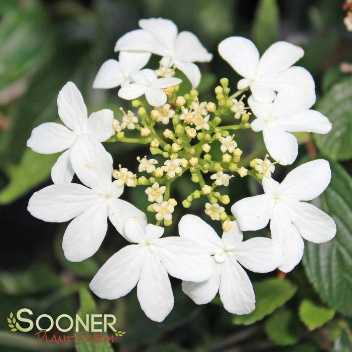 Viburnum Plicatum Var  Tomentosum 'summer Snowflake' - View 7 from www redcrocus com