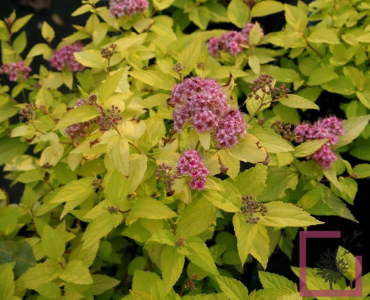 Spirea Bumalda Goldmound - View 10 from www redcrocus com