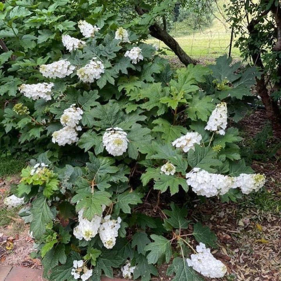 Hydrangea Quercifolia Snow Queen - View 11 from www redcrocus com
