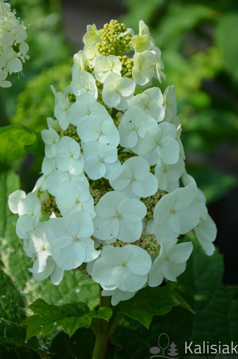 Hydrangea Quercifolia Snow Queen - View 16 from www redcrocus com